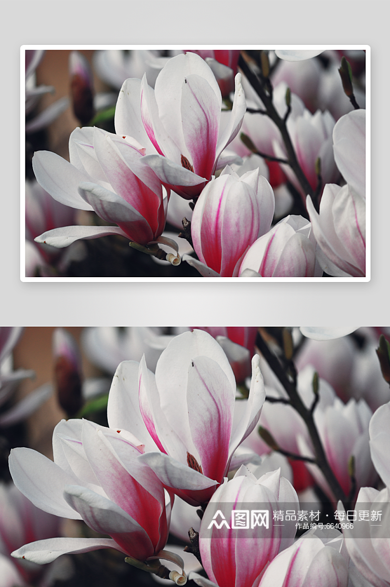 玉兰花植物花朵摄影图素材