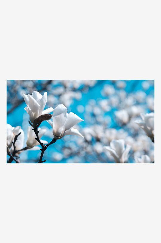 高清玉兰花植物花朵摄影图