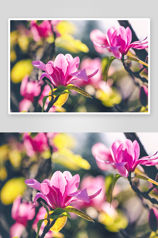 高清玉兰花植物花朵摄影图