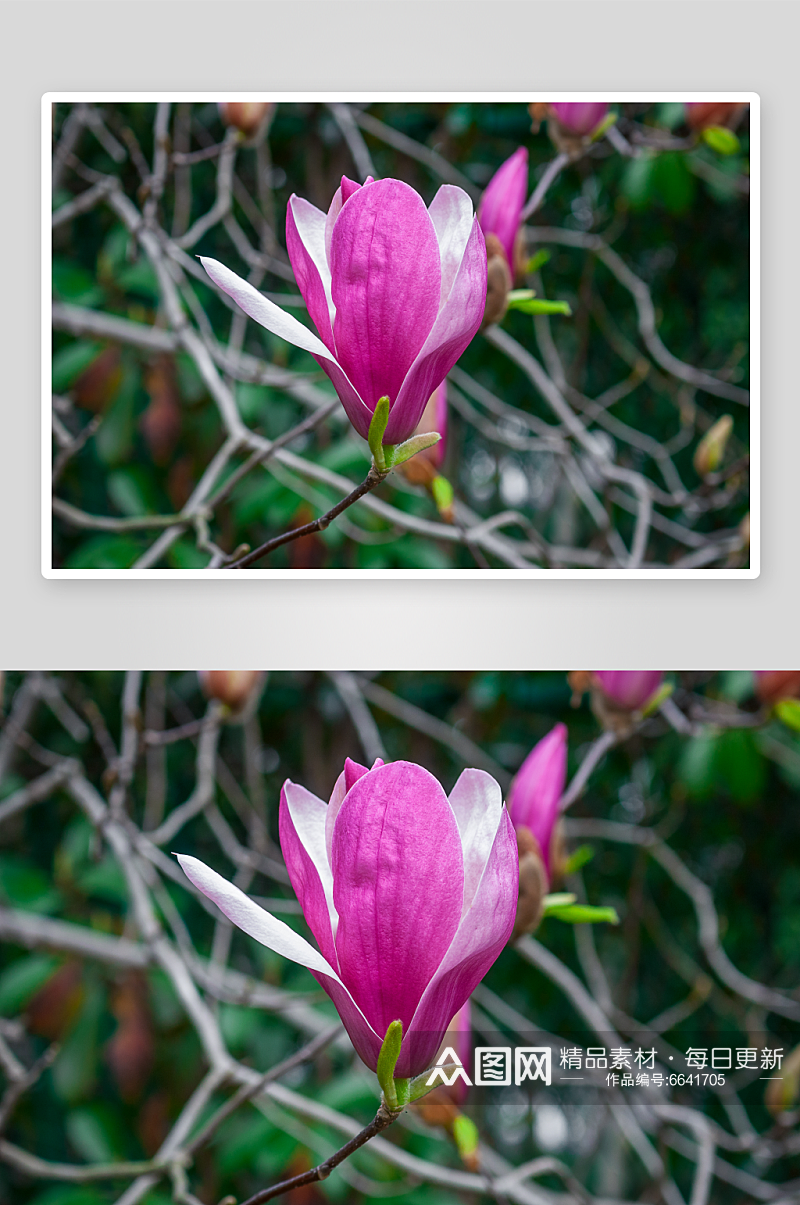 高清玉兰花植物花朵摄影图素材