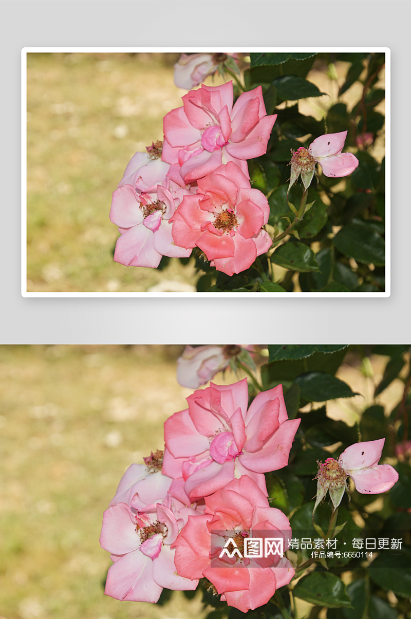 漂亮月季花植物花朵摄影图素材