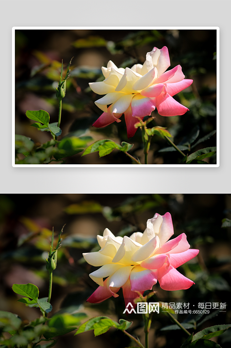 漂亮月季花植物花朵摄影图素材