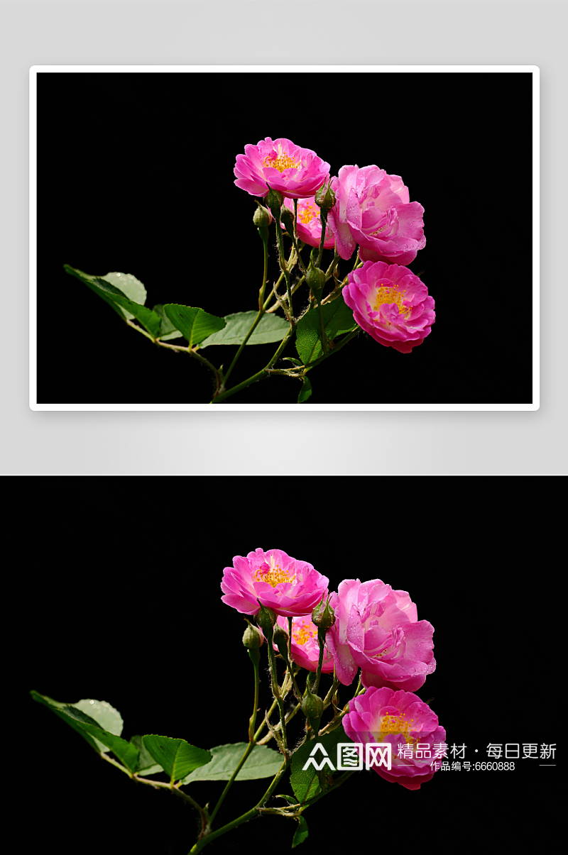 高清蔷薇花植物花朵摄影图素材