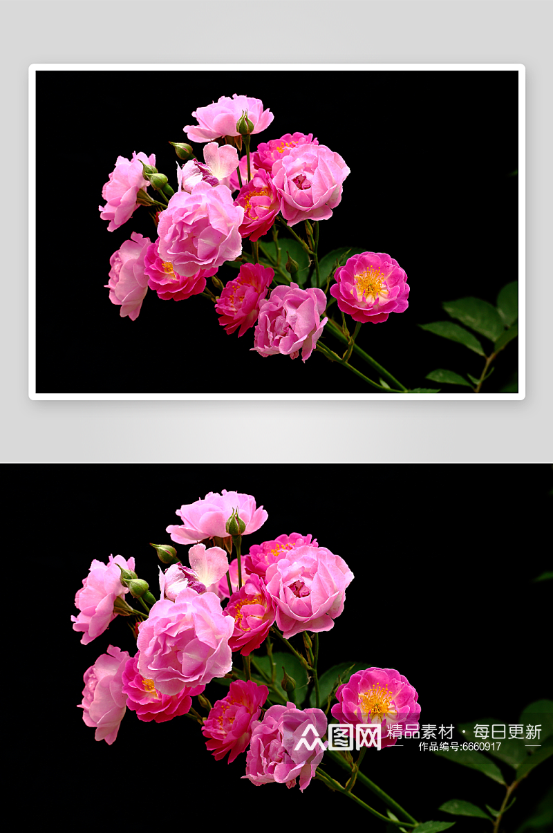 高清蔷薇花植物花朵摄影图素材