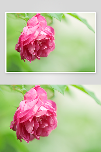 高清蔷薇花植物花朵摄影图