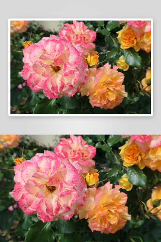 高清蔷薇花植物花朵摄影图