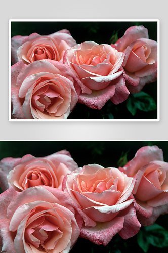 特写蔷薇花植物花朵摄影图