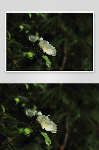 特写蔷薇花植物花朵摄影图