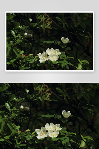 特写蔷薇花植物花朵摄影图