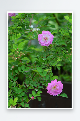 特写蔷薇花植物花朵摄影图