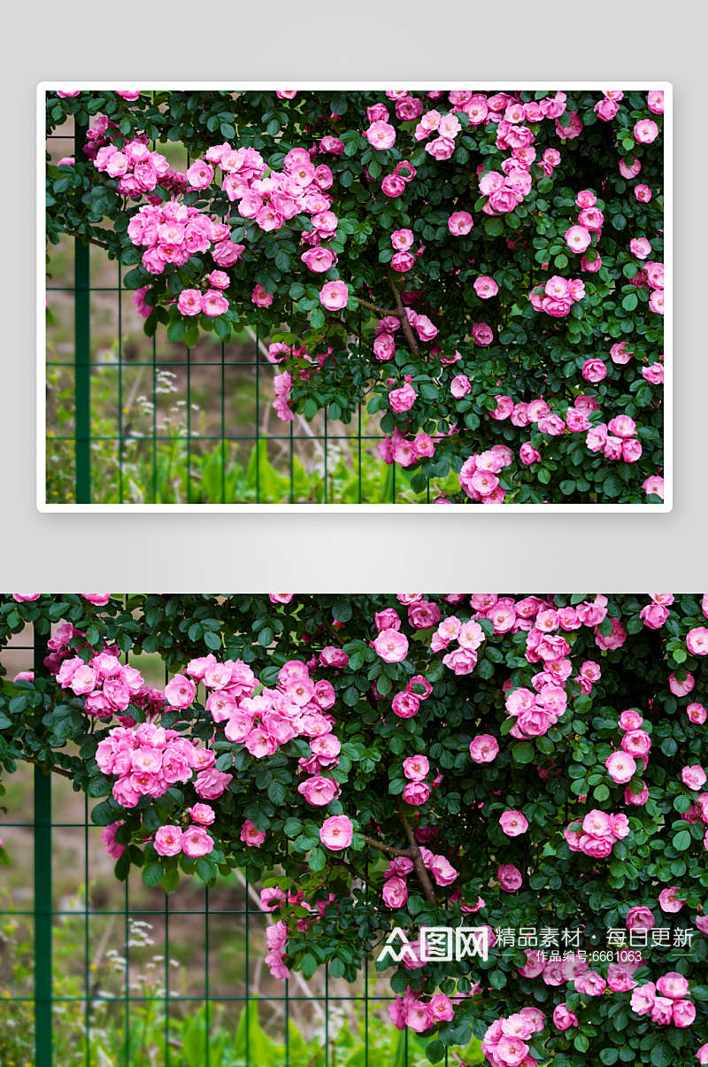 特写蔷薇花植物花朵摄影图素材