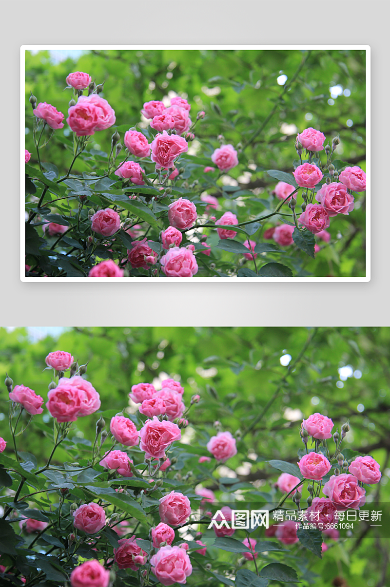 特写蔷薇花植物花朵摄影图素材