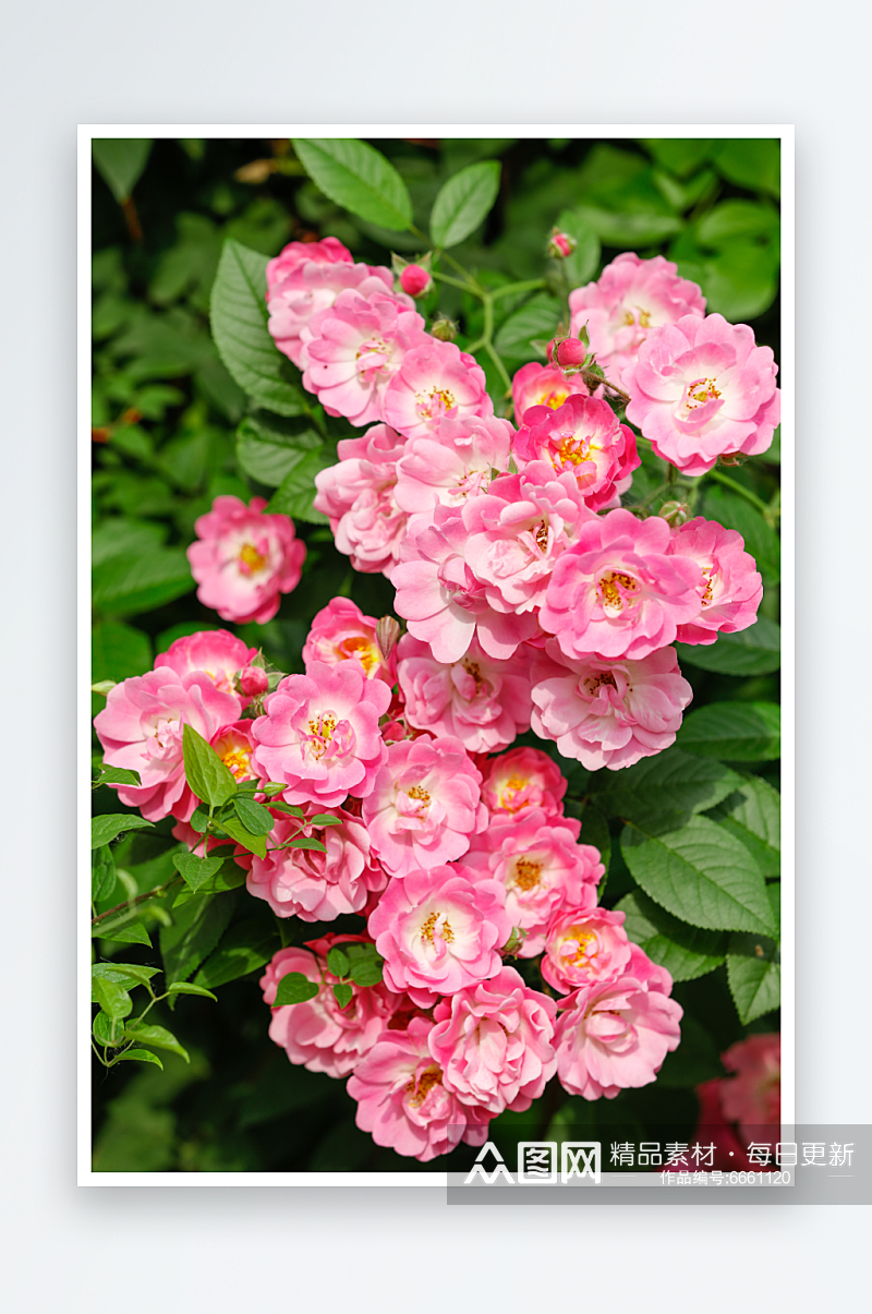 特写蔷薇花植物花朵摄影图素材