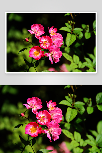 户外蔷薇花植物花朵摄影图