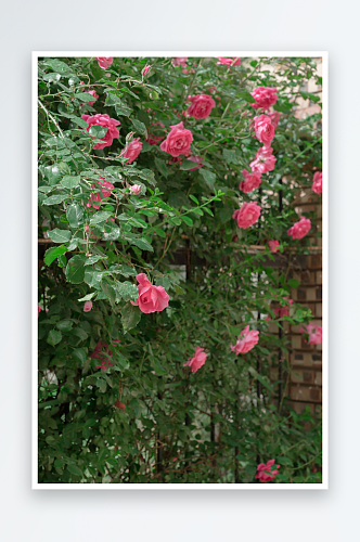户外蔷薇花植物花朵摄影图