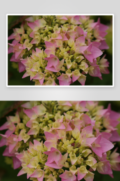 户外绣球花植物花朵摄影图