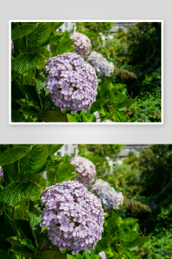 户外绣球花植物花朵摄影图