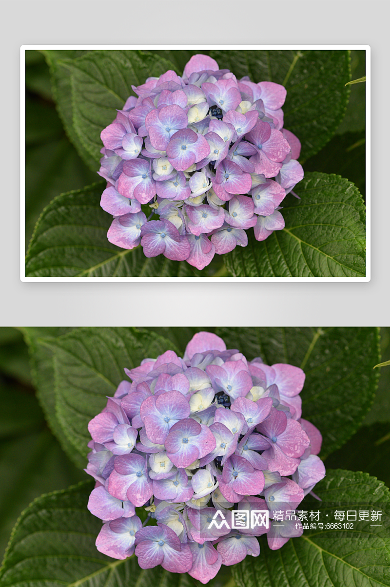 户外绣球花植物花朵摄影图素材