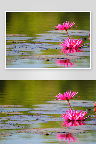 雏菊高清植物花朵摄影图