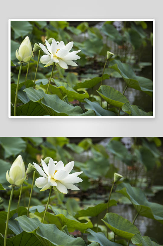 荷花高清植物花朵摄影图