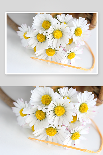 雏菊植物高清摄影图