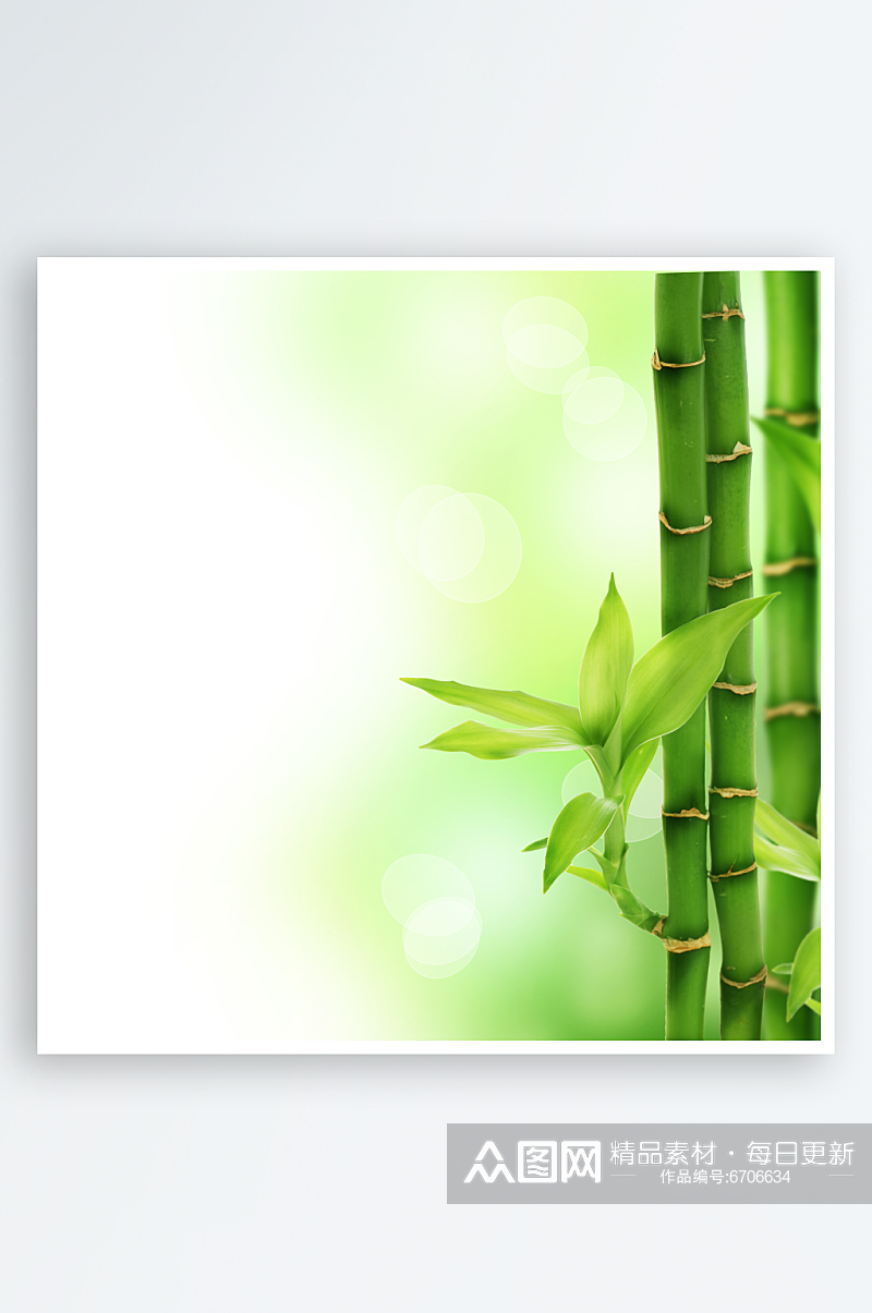 竹子竹林植物高清摄影图素材