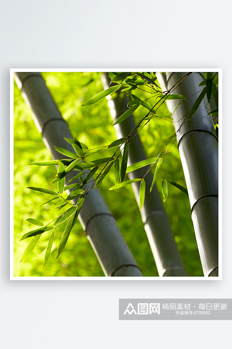 竹子竹林植物高清摄影图素材