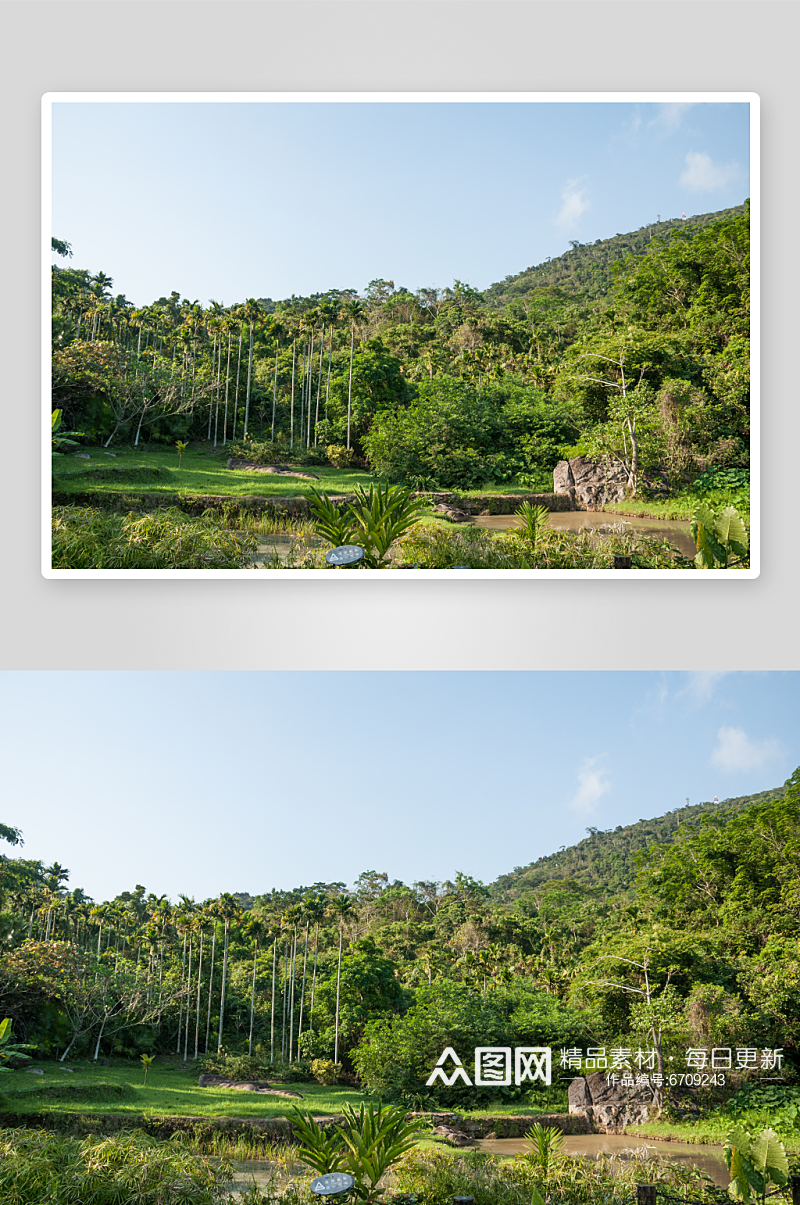 原始森林植物高清摄影图素材