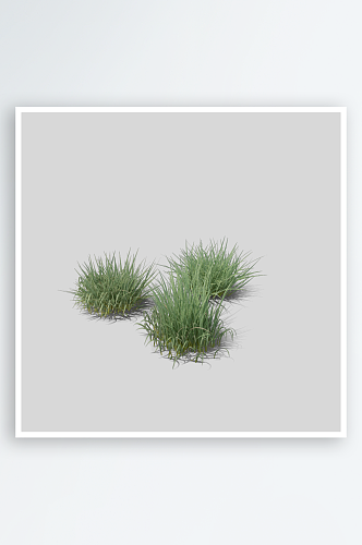 小草植物元素插画PNG