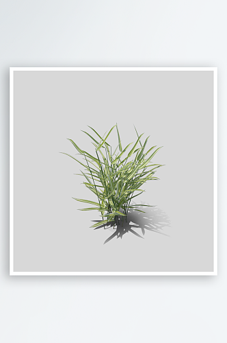 小草植物元素插画PNG