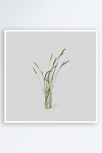 小草植物元素插画PNG