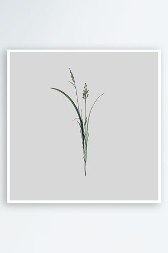 小草植物元素插画PNG