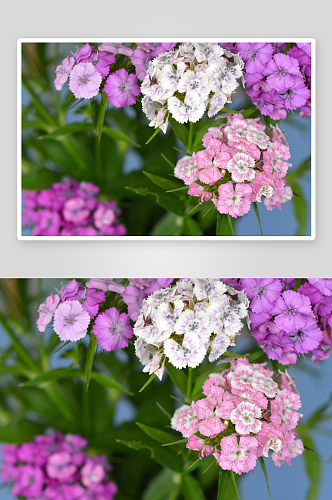 康乃馨鲜花植物摄影图