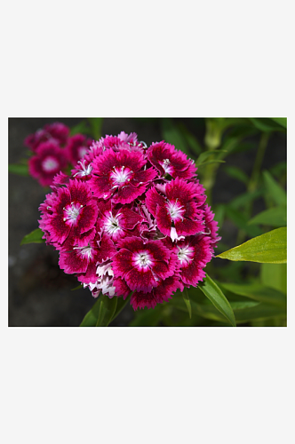 康乃馨鲜花植物摄影图