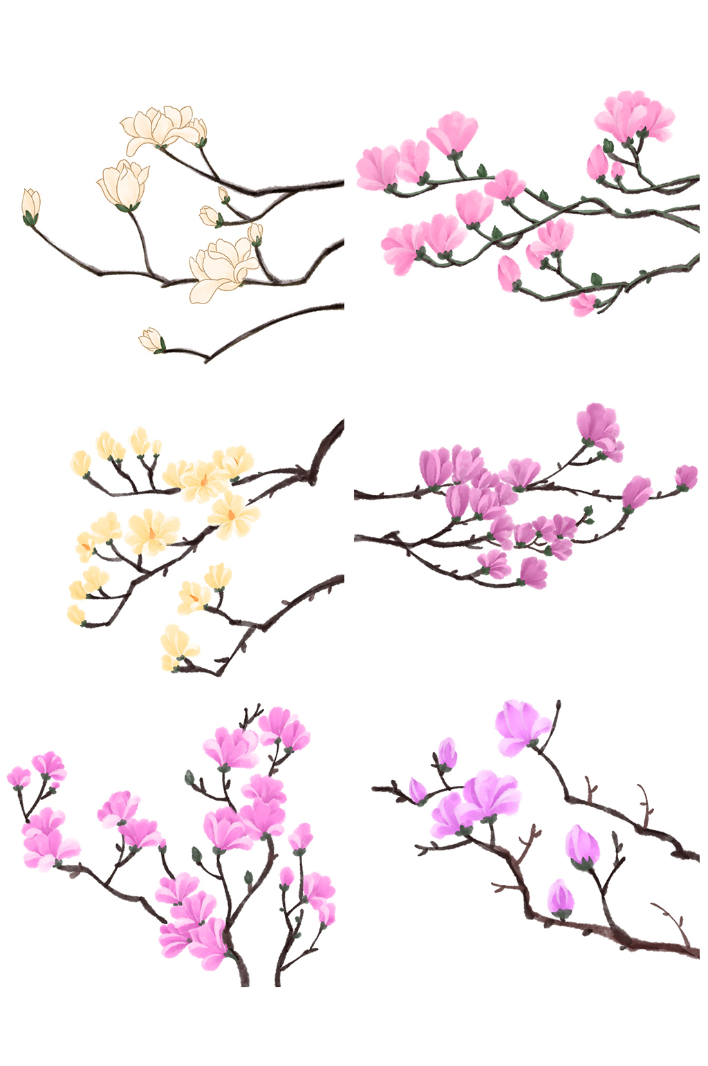国画水墨玉兰花鸟玉兰素材