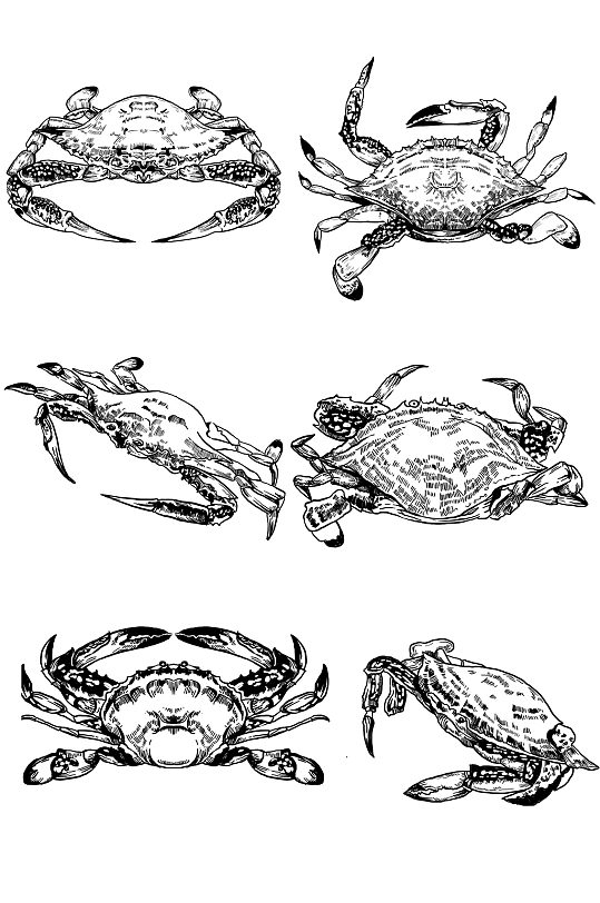 海洋海鲜梭子蟹写实立即下载手绘线描海产品元素更多格式:全部psdmov