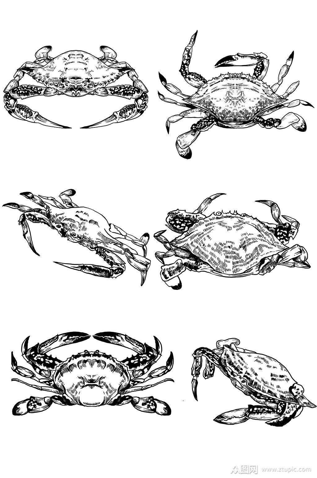 海洋海鲜梭子蟹写实