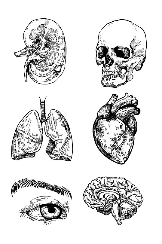 人体结构器官手绘黑白