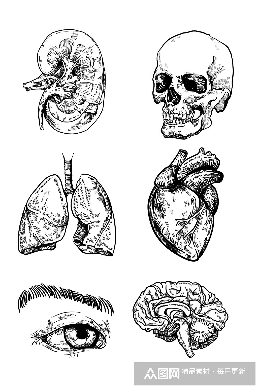 人体结构器官手绘黑白