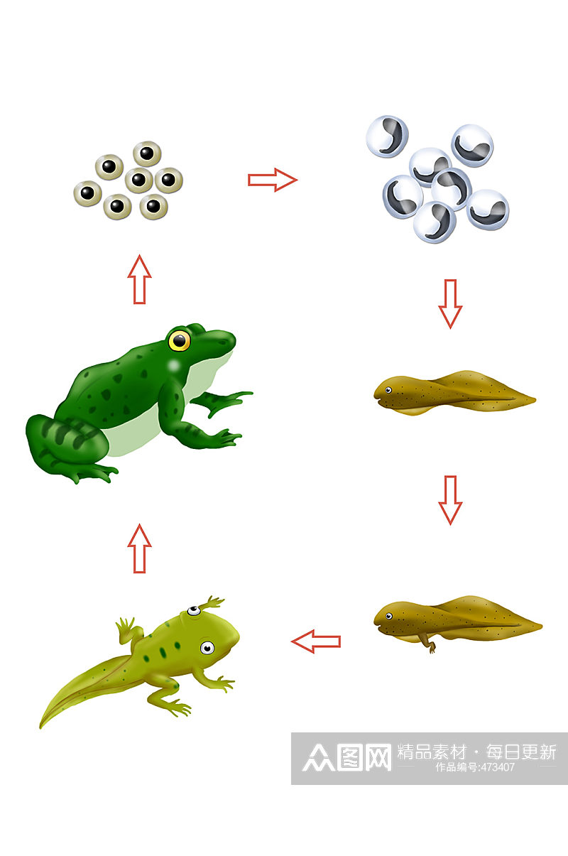 动物生长过程蝌蚪青蛙素材