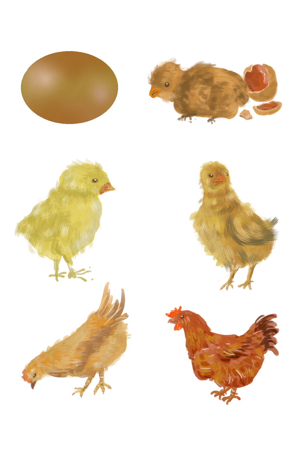 小鸡的生长过程图画图片
