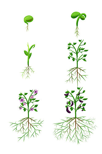 植物生长过程发芽开花