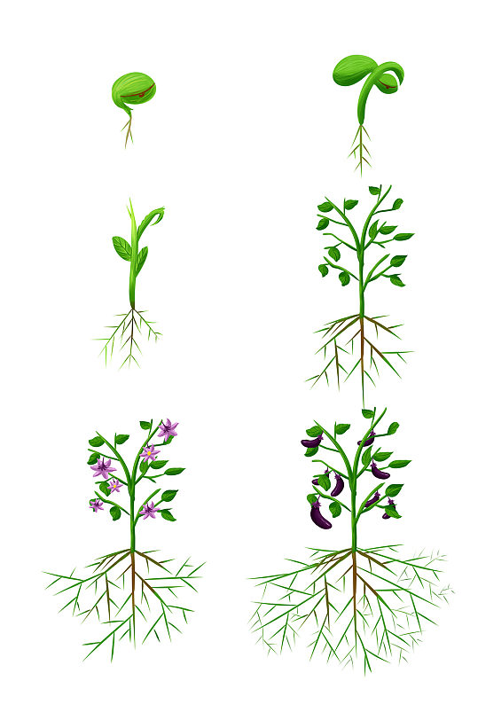 植物生长过程发芽开花