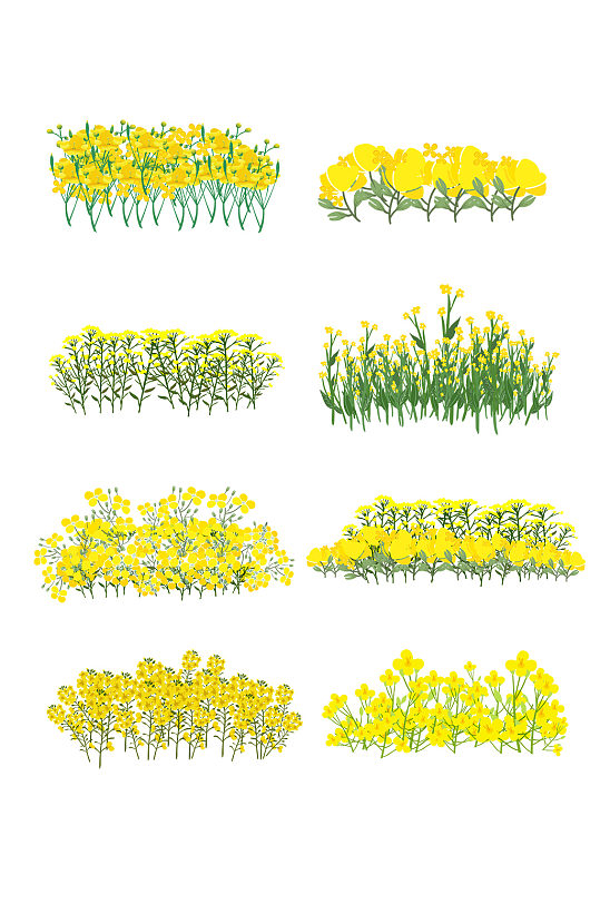 手绘植物春天小清新油菜花丛