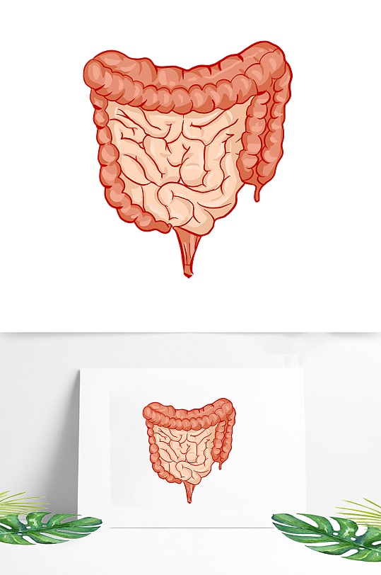 大肠内脏器官人体