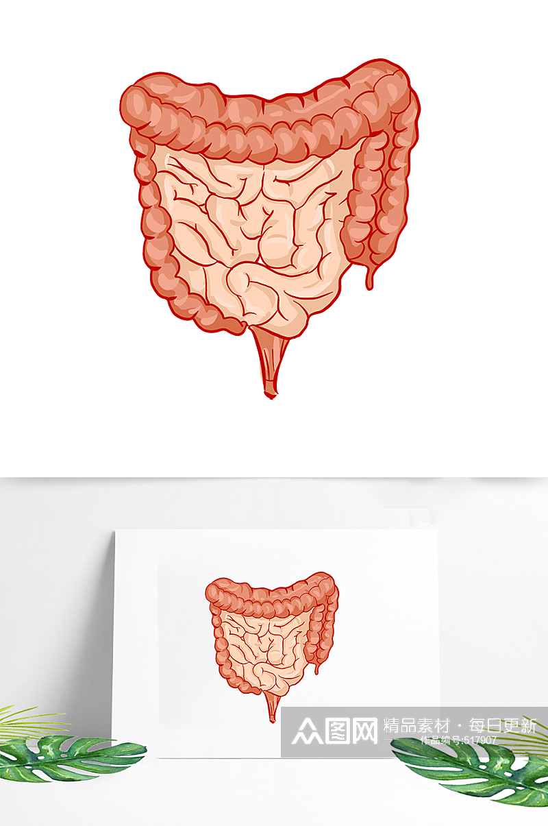 大肠内脏器官人体素材