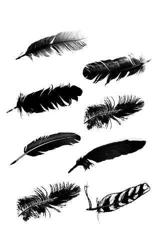 黑色各式羽毛做装饰