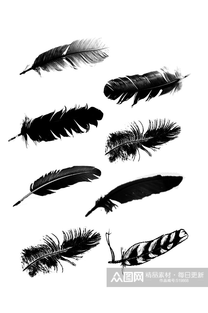 黑色各式羽毛做装饰素材