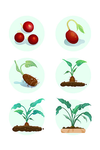 植物生长过程套图滴水观音
