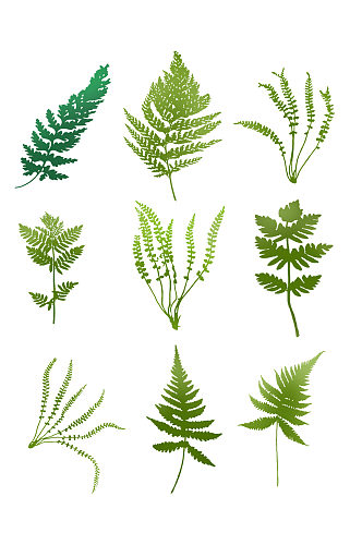 手绘绿色蕨类植物叶子可商用
